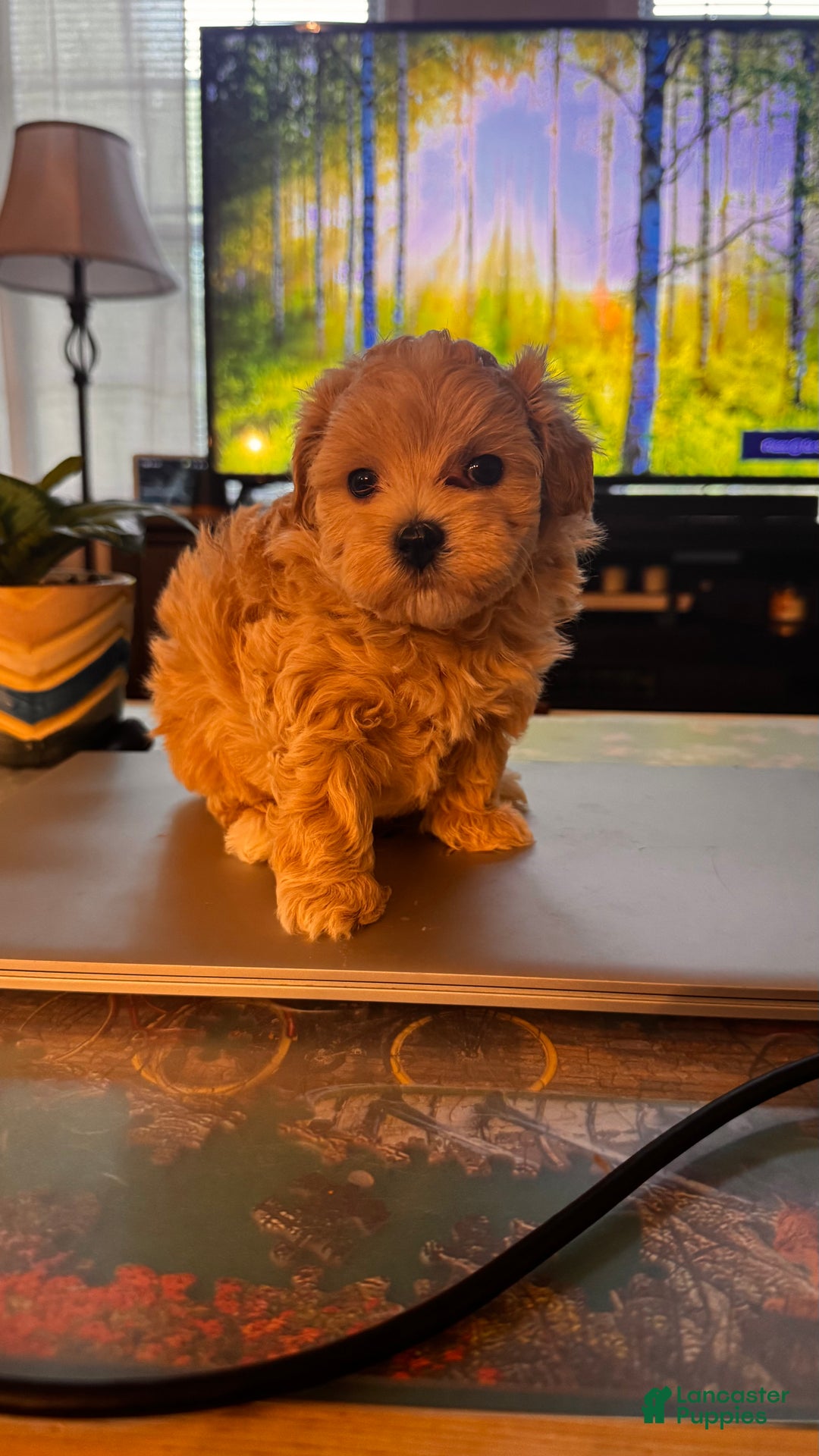 Maltipoo dogs for sale: Maltipoo Puppy 2 - Ad 2