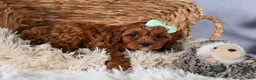 Cavapoo dogs for sale: GEORGE - Ad 4