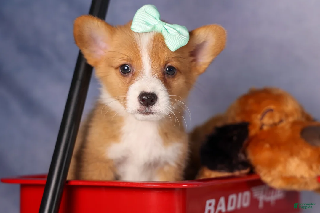 Welsh Corgi Pembroke dogs for sale: Bently💙 - Ad 1