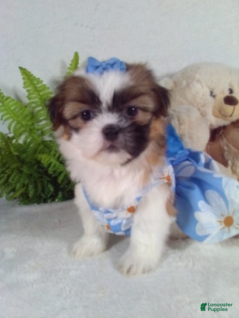 Shih Tzu dogs Cookie - Ad 31