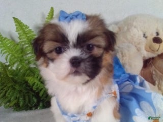 Shih Tzu dogs Cookie - Ad 4
