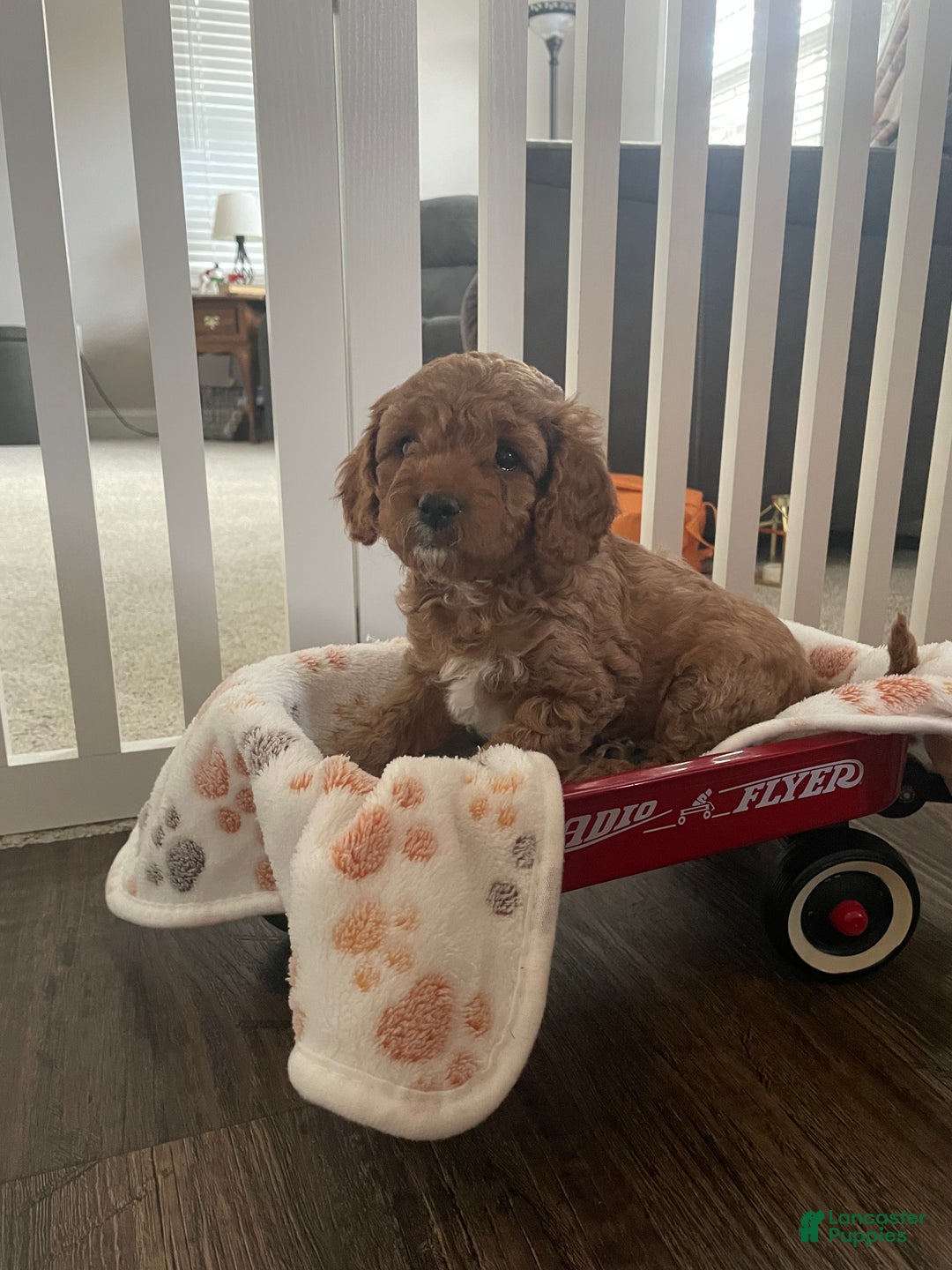 Cavapoo dogs for sale: Esta - Ad 2