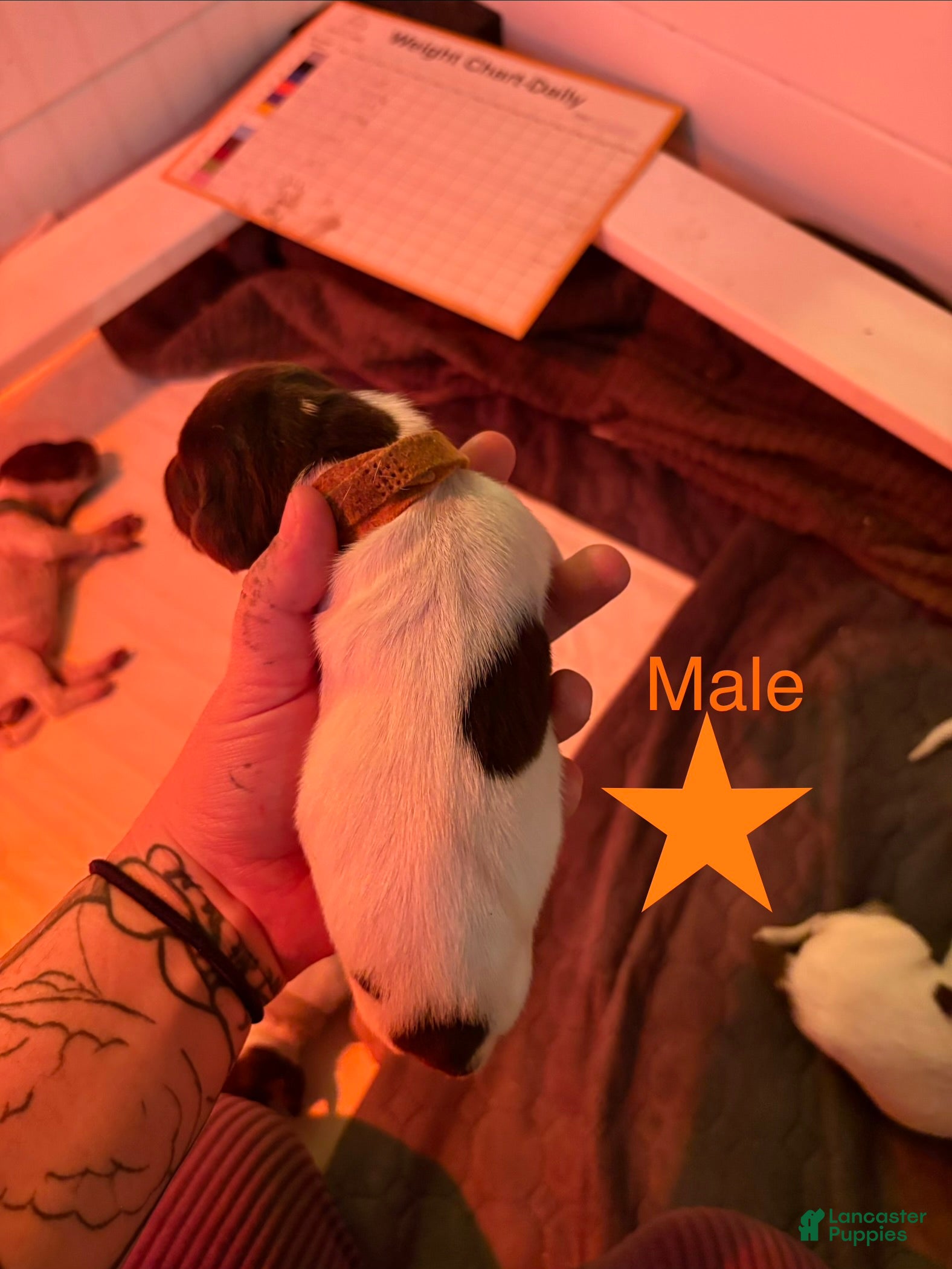 German Shorthaired Pointer dogs Chippy - Ad 4