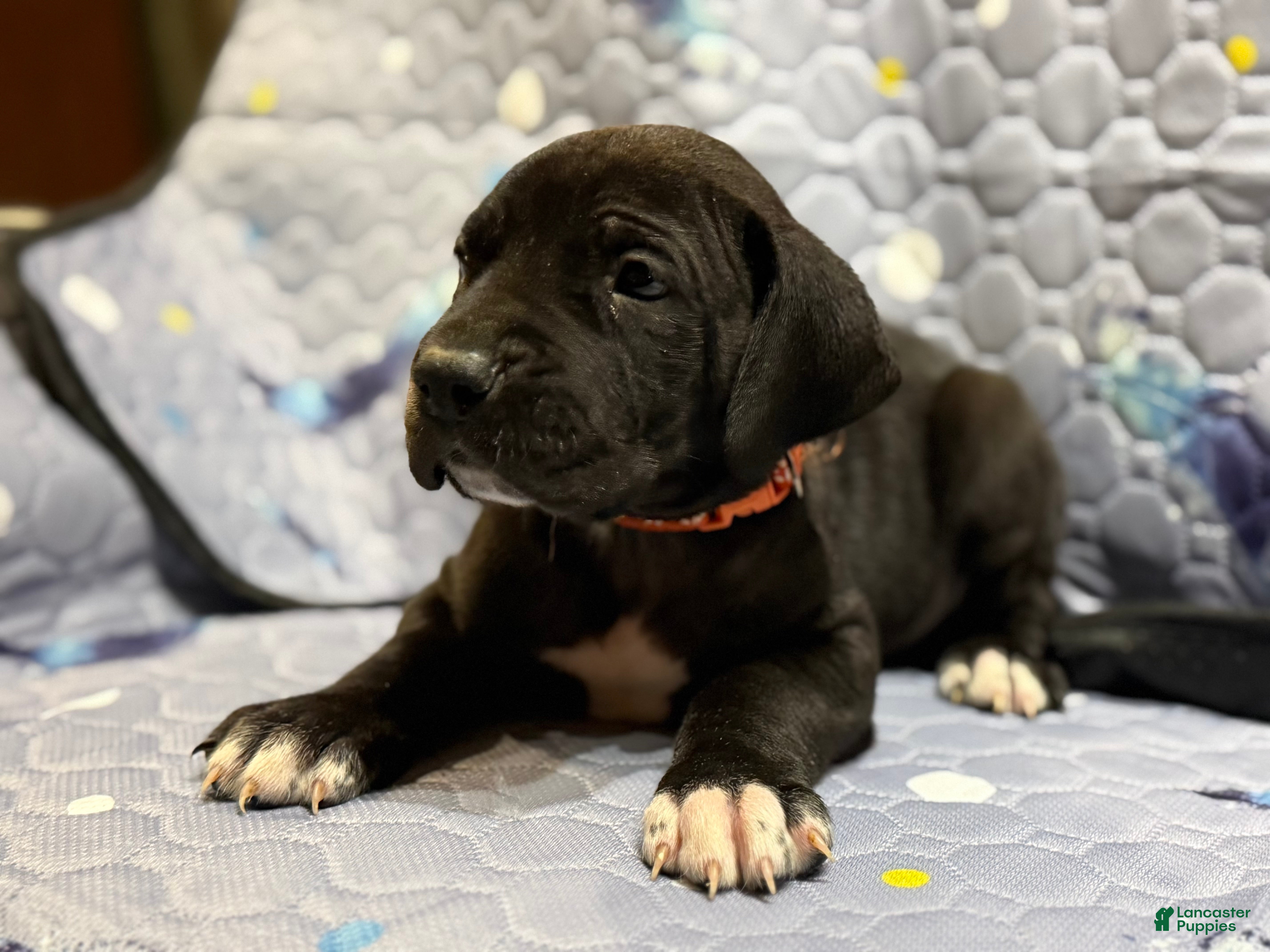 Great Dane dogs Bert - Ad 19