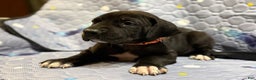 Great Dane dogs for sale: Bert - Ad 1