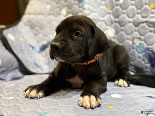 Great Dane dogs Bert - Ad 35