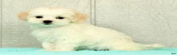 Maltese dogs for sale: Betsy - Ad 4