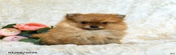 Pomeranian dogs for sale: Rain - Ad 1