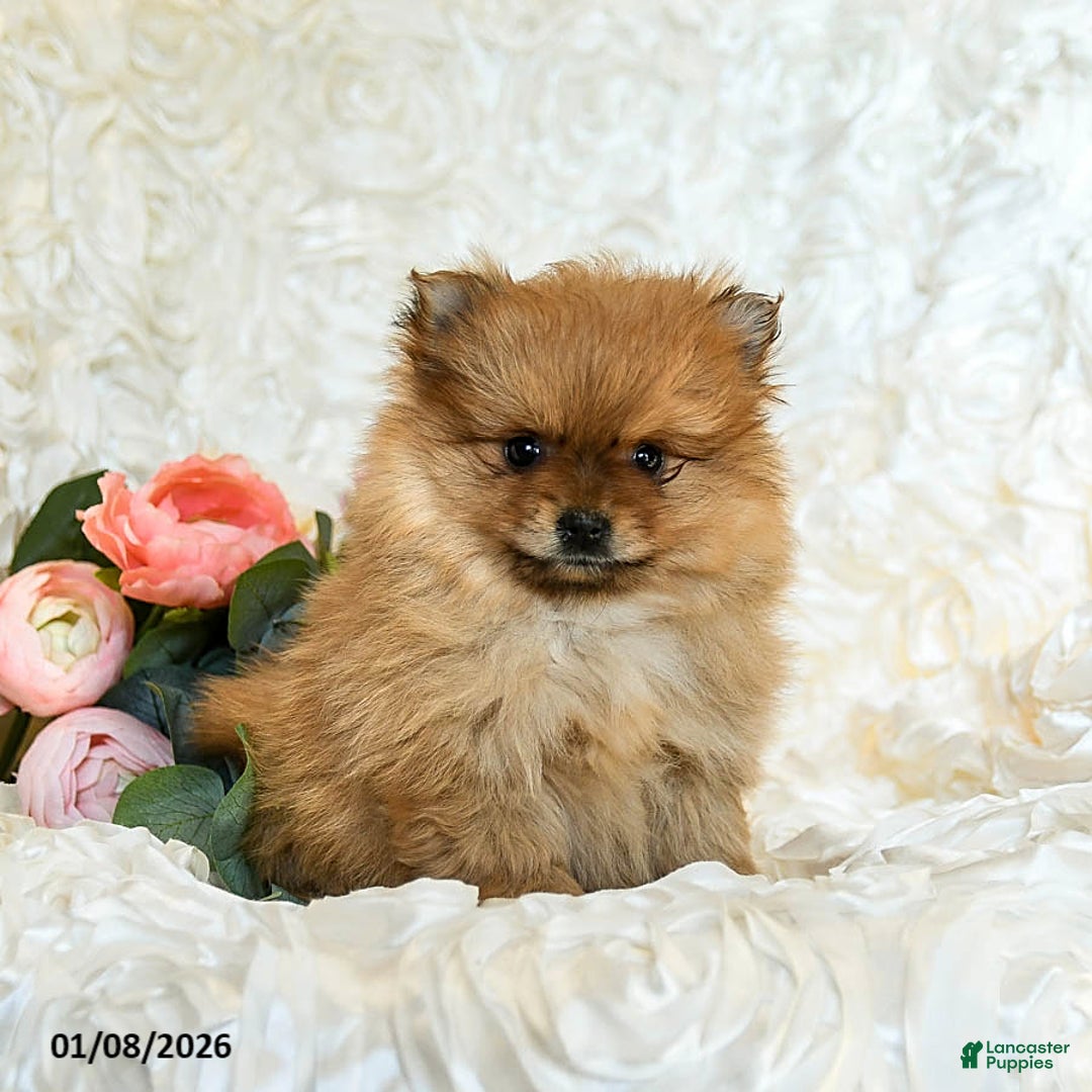 Pomeranian dogs for sale: Rain - Ad 1