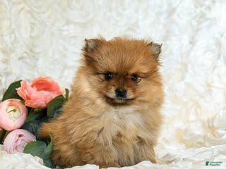 Pomeranian dogs Rain - Ad 15