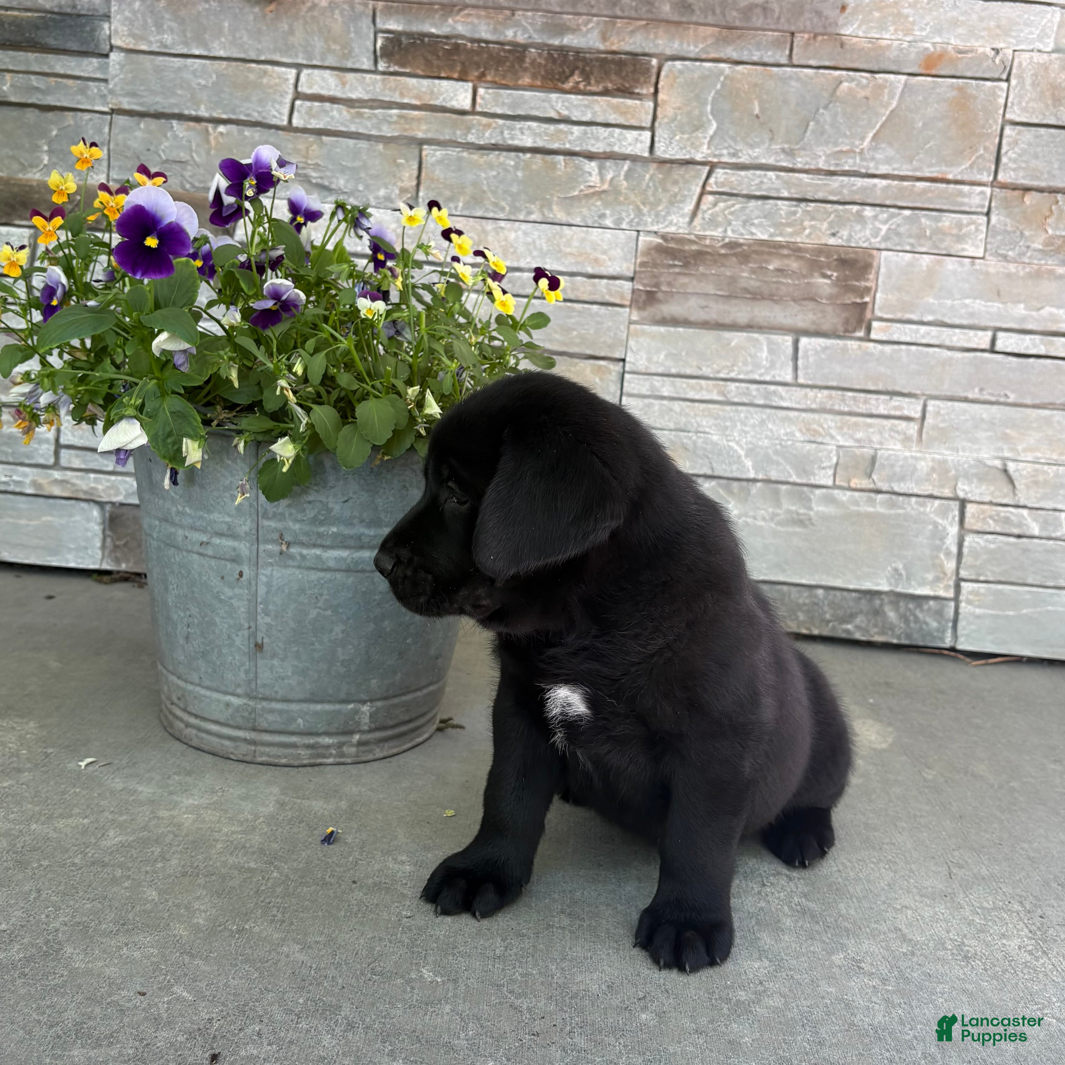 Labrador Retriever dogs Blackjack - Ad 2