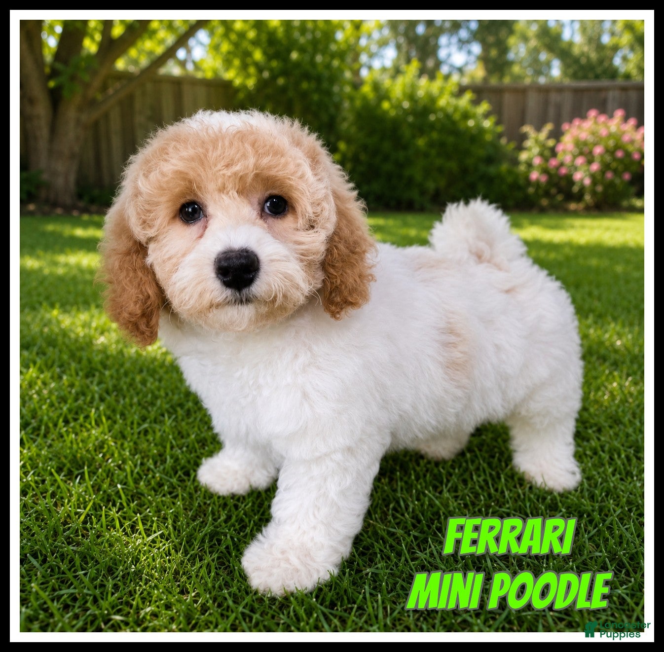 Miniature Poodle dogs Ferrari - Ad 1