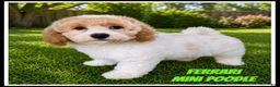 Miniature Poodle dogs for sale: Ferrari - Ad 1