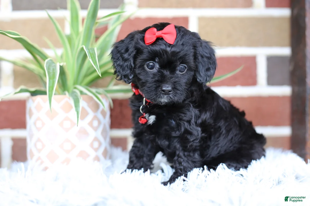 Cavapoo dogs for sale: Coco - Ad 1