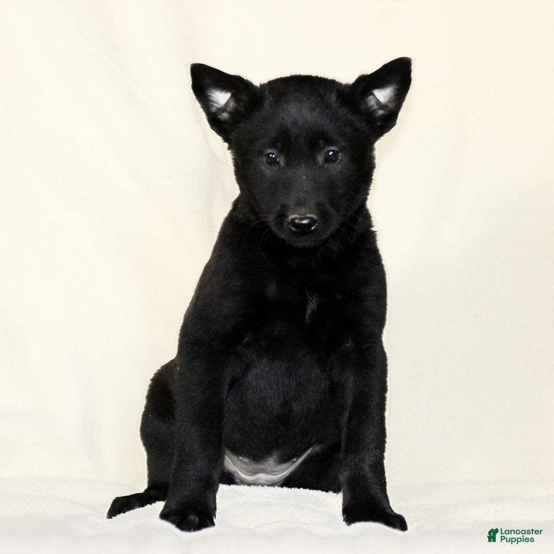 Belgian Malinois dogs for sale: Cassie  - Ad 3