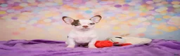 Chihuahua dogs for sale: Gus - Ad 10
