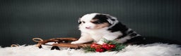 Miniature Australian Shepherd dogs for sale: Drew - Ad 4