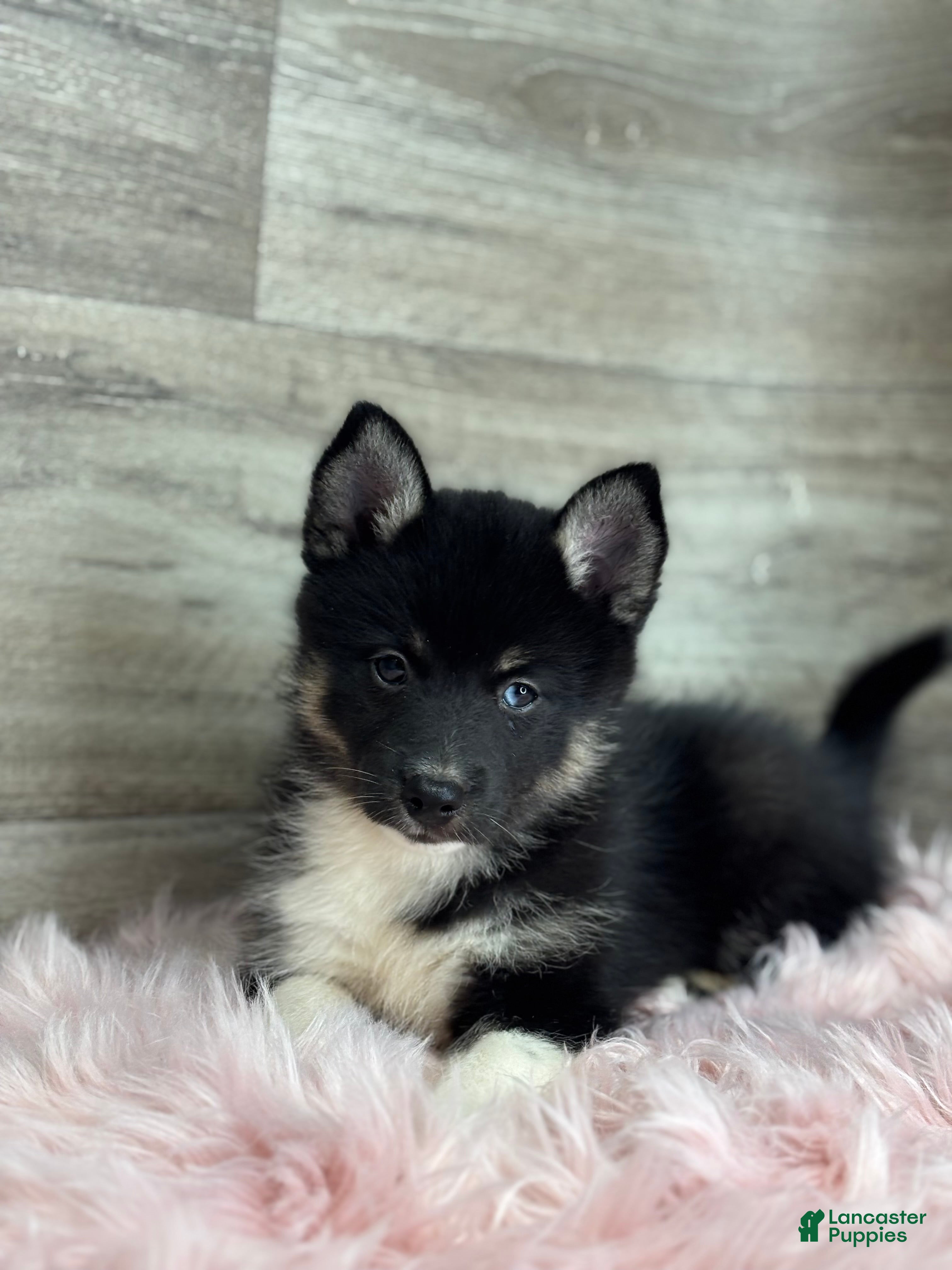 Pomsky dogs Emery - Ad 1
