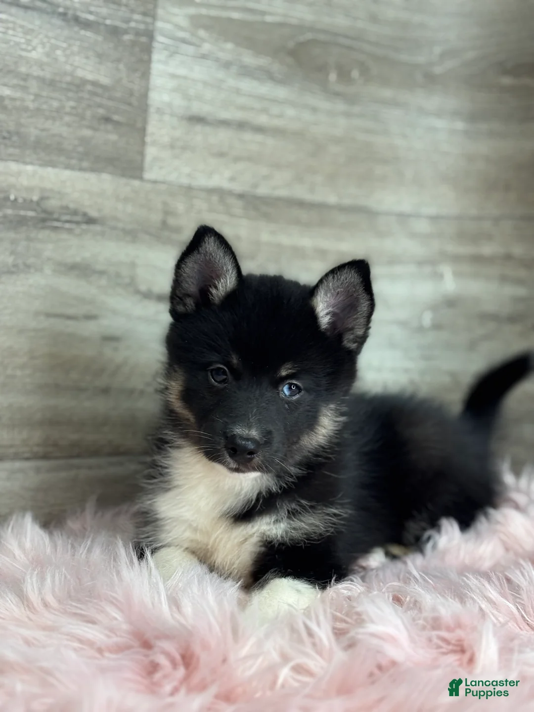 Pomsky dogs for sale: Emery - Ad 1