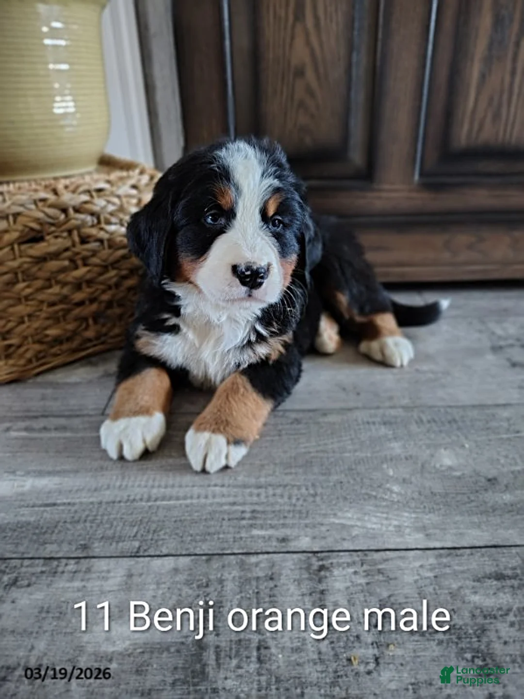Bernese Mountain Dog dogs for sale: Benji - Ad 1