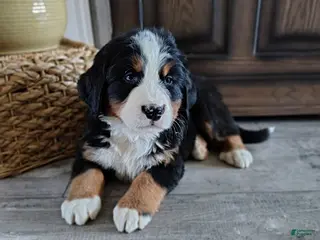 Bernese Mountain Dog dogs for sale: Benji - Ad 3