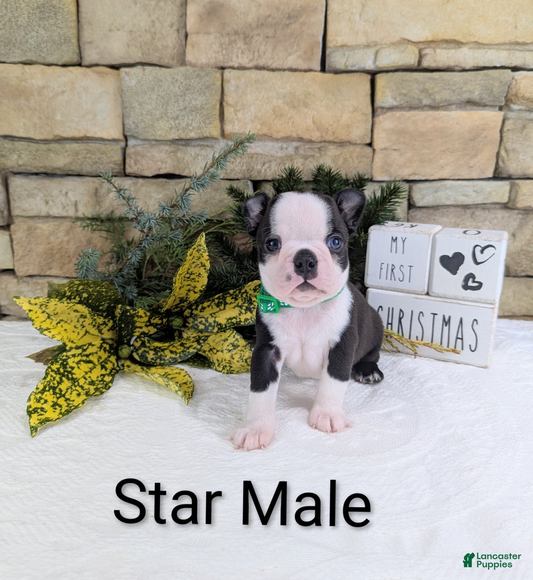 Boston Terrier dogs for sale: Star, Boston Terrier, Available for Christmas - Ad 2