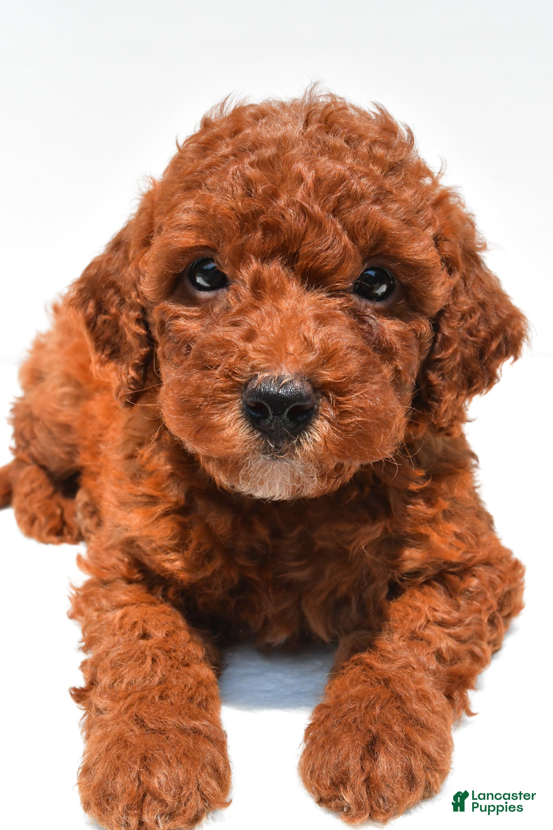 Mini Goldendoodle dogs Noelle  - Ad 1