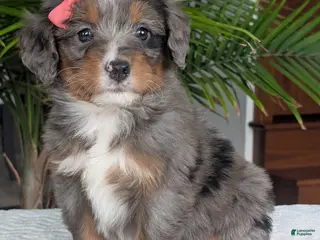 Mini Bernedoodle dogs for sale: Mini Pearl - Ad 1