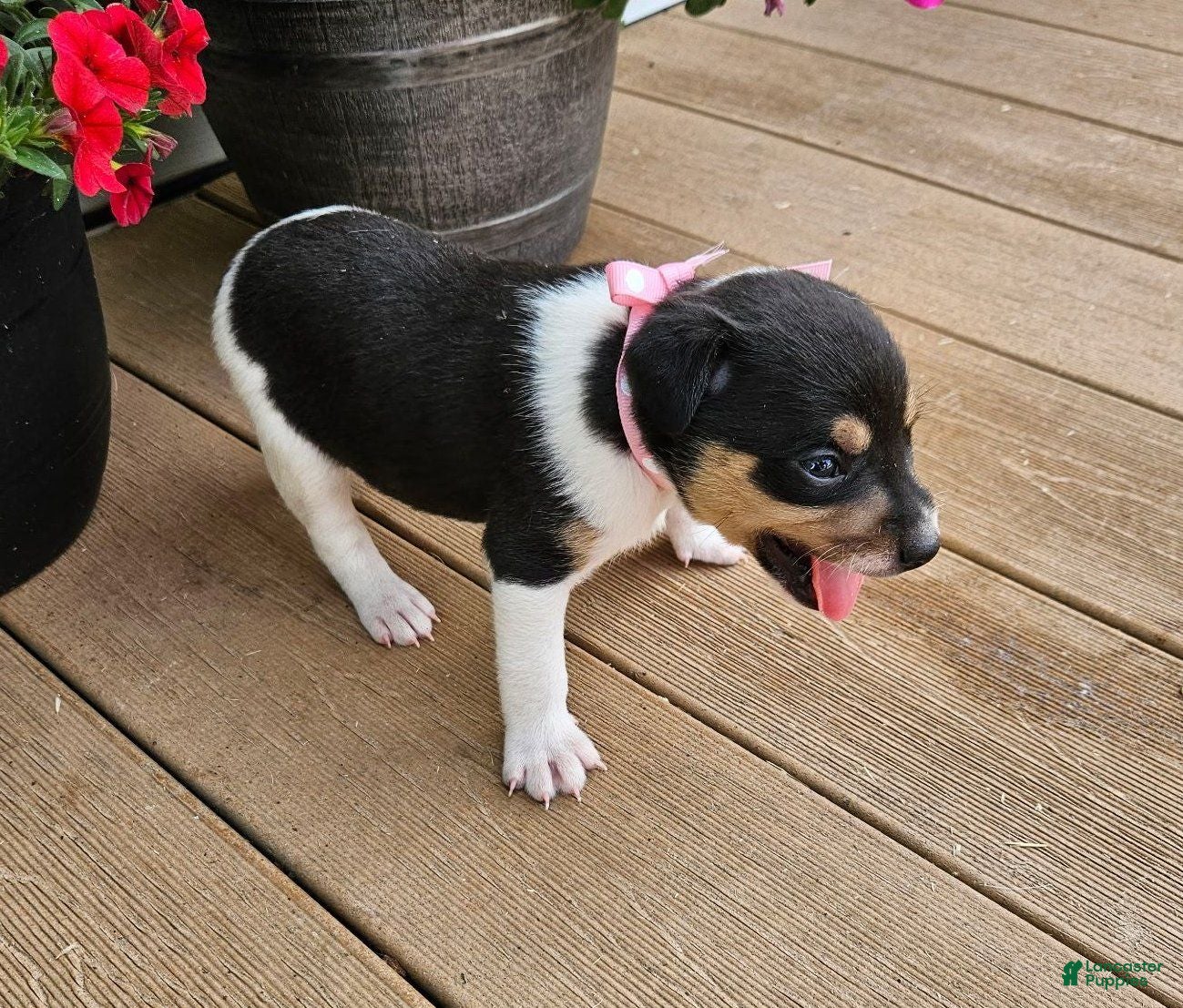 Rat Terrier dogs Lena - Ad 2