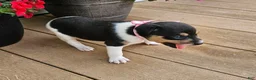 Rat Terrier dogs for sale: Lena - Ad 2