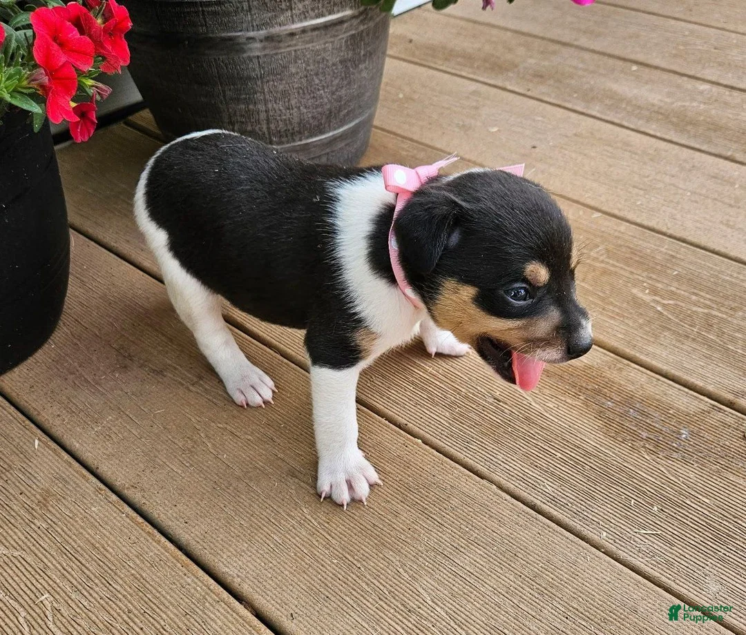 Rat Terrier dogs for sale: Lena - Ad 2