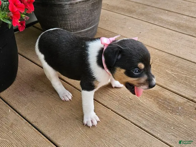 Rat Terrier dogs for sale: Lena - Ad 2