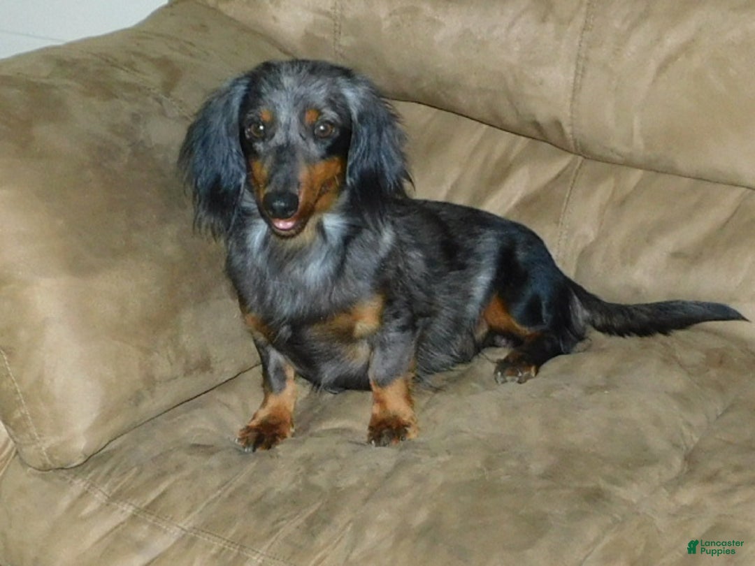 Miniature Dachshund dogs for sale: Miniature Dachshund Puppy 1 - Ad 17