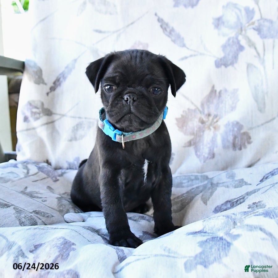 Pug dogs Matthew - Ad 2