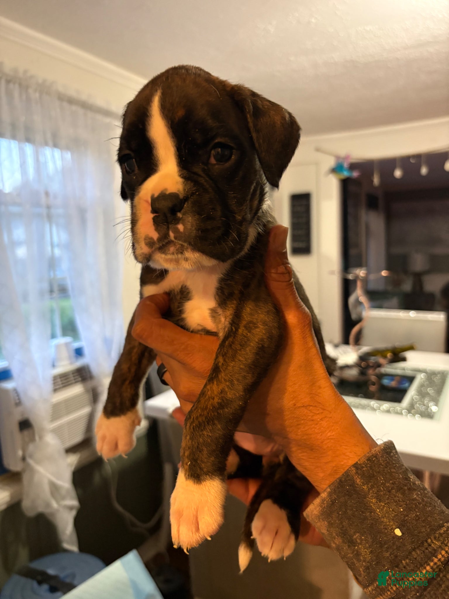 Boxer dogs for sale: Boxer princess Puppy 6 - Ad 4