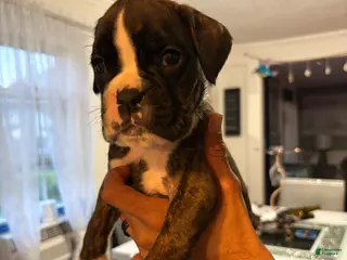 Boxer dogs for sale: Boxer princess Puppy 6 - Ad 4