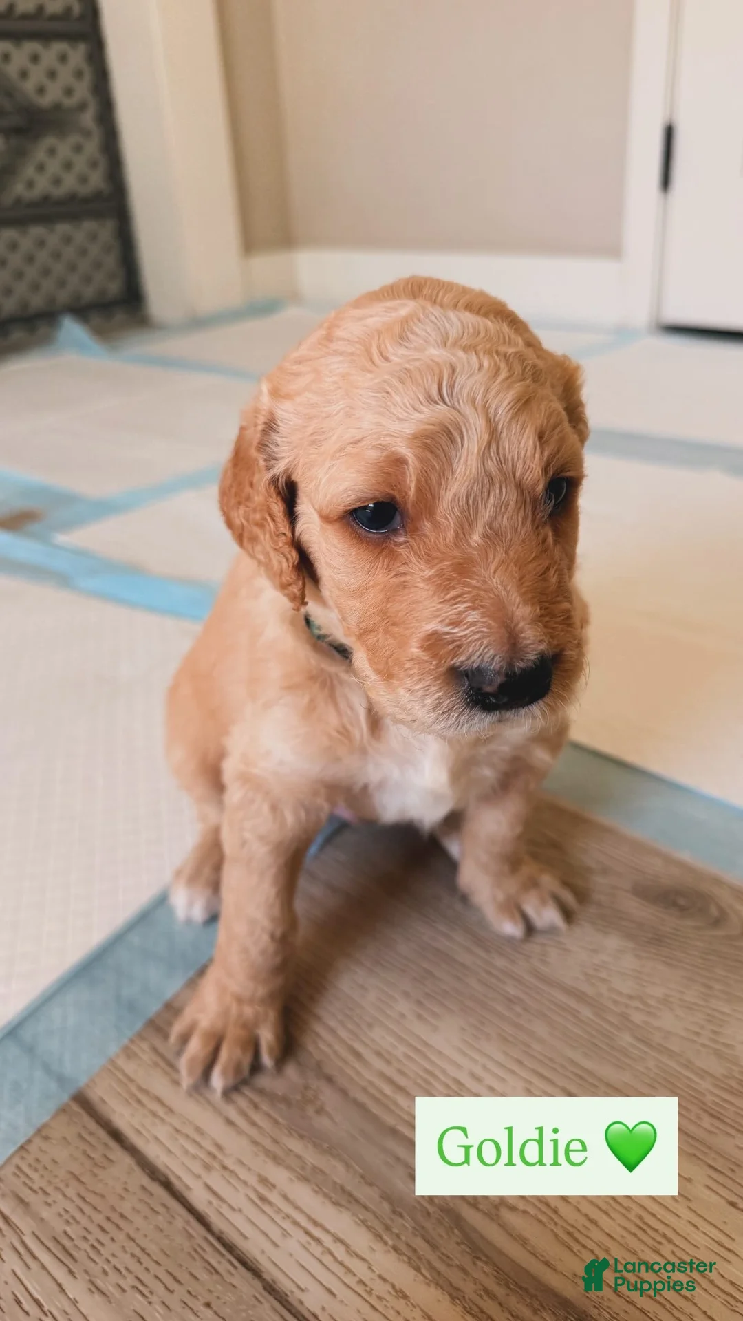 Goldendoodle dogs for sale: Goldie  - Ad 1
