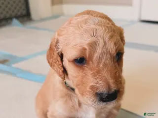 Goldendoodle dogs for sale: Goldie - Ad 1