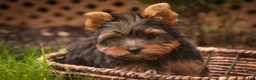 Yorkshire Terrier dogs for sale: Stephan Yorkshire Terrier  - Ad 9