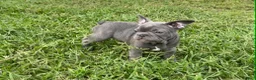 French Bulldog dogs for sale: French Bulldog Male - Snickers - Ad 7