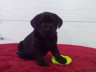 Labrador Retriever dogs Trixie - Ad 1