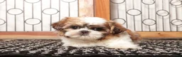 Shih Tzu dogs for sale: Bell - Ad 4