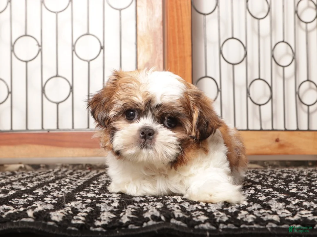 Shih Tzu dogs for sale: Bell - Ad 4