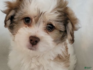 Havanese dogs - Ad 33