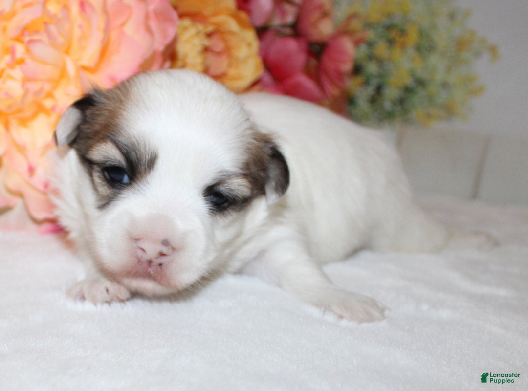 Havanese dogs Sparkle - Ad 9