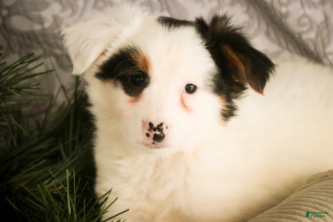 Mixed Breed dogs for sale: Barney - Ad 8