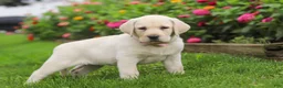 Labrador Retriever dogs for sale: Brittany - Ad 5