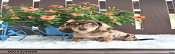 Miniature Dachshund dogs for sale: Kylo - Ad 4