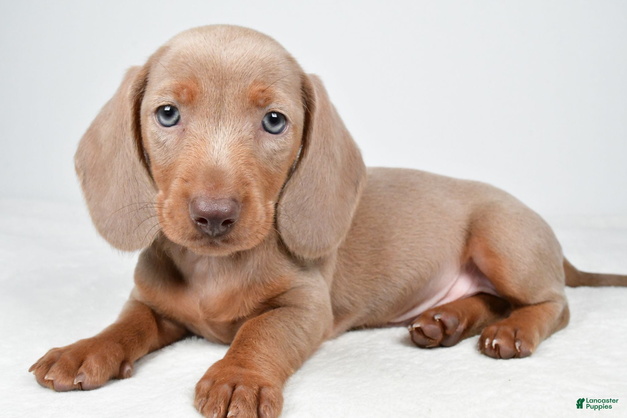Miniature Dachshund dogs Gunner - Ad 1