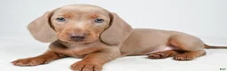 Miniature Dachshund dogs for sale: Gunner - Ad 1